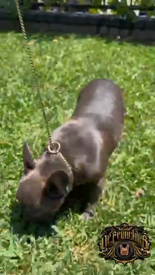 Beautiful Blue /Rojo Female in Chino Hills, California