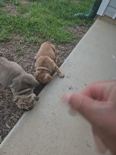 English bulldog puppies in Florence, South Carolina