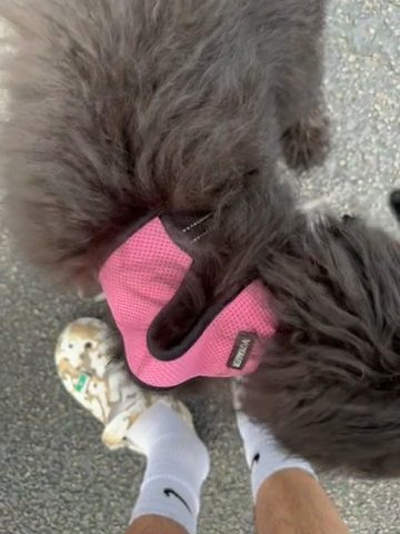 Bernedoodle Puppy in Miami, Florida