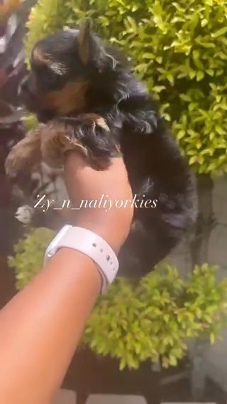 Yorkie Girl/SOLD in North Lauderdale, Florida