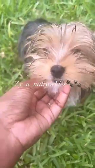 Yorkie Boy/ SOLD in North Lauderdale, Florida