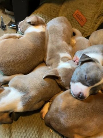 Pitbull Puppies in Salem, Oregon