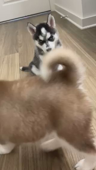 Husky Puppy in Covington, Georgia
