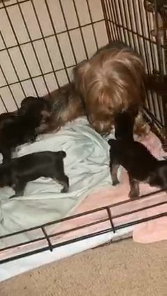 Yorkies Puppies in Washington, District of Columbia