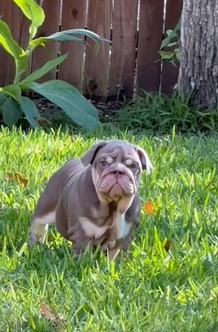Gorgeous Tiny Lilac Tri female in Dallas, Texas