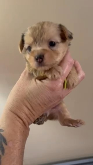 Male MerleYorkie in Cleveland, Tennessee