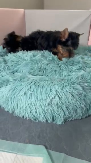Yorkie Puppies in Chicago, Illinois