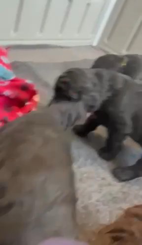 AKC Standard Poodle Puppies in Lehigh Acres, Florida