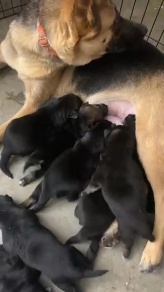 Purebred German Shepherd Puppies in Fontana, California