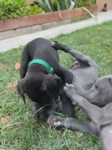 Great Dane Puppies in Los Angeles, California