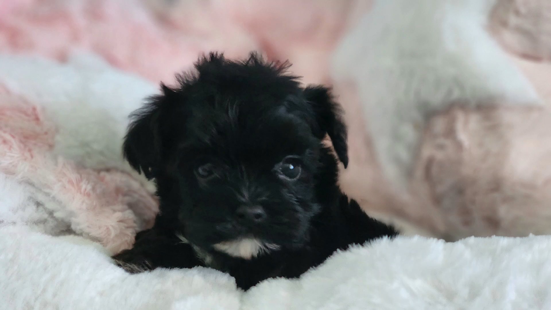 Tiny Molly in Chicago, Illinois
