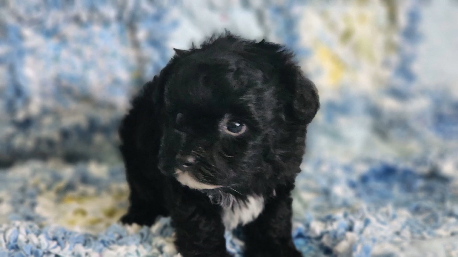Little Mario in Chicago, Illinois