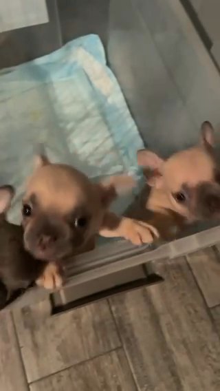 French Bulldog in Baton Rouge, Louisiana