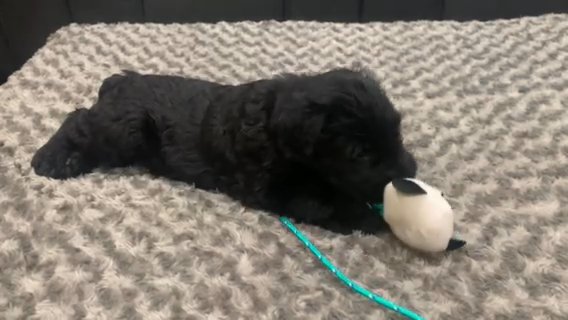 Red Male Giant Schnauzer in Detroit, Michigan