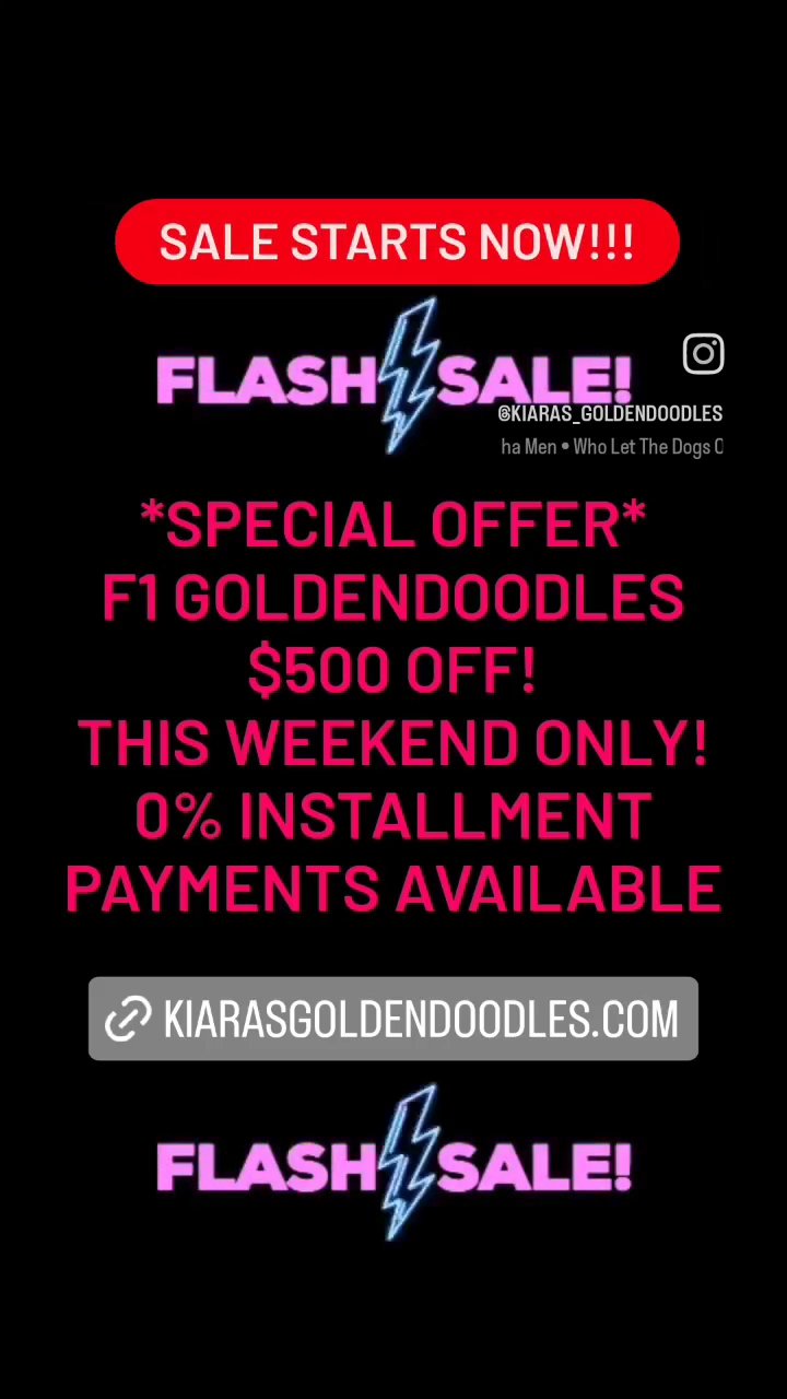 Flash Sale F1 Goldendoodles in La Habra, California