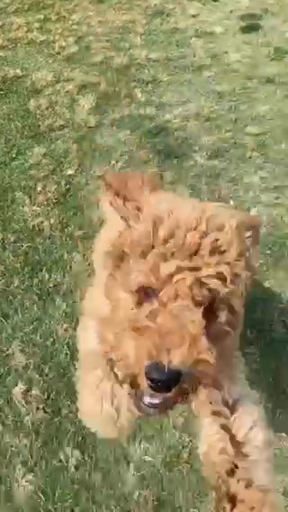 Sage 8 Month Poodle in Kennesaw, Georgia