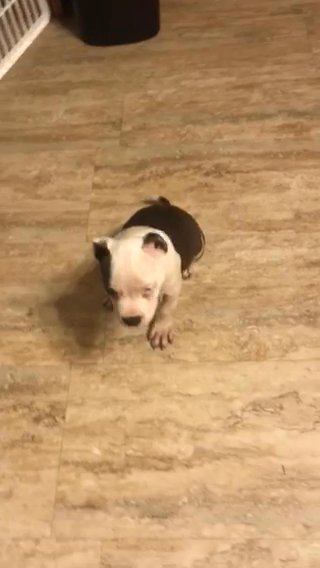 American Bully Puppies ABKC Reg*Greenwood Indiana* in Greenwood, Indiana