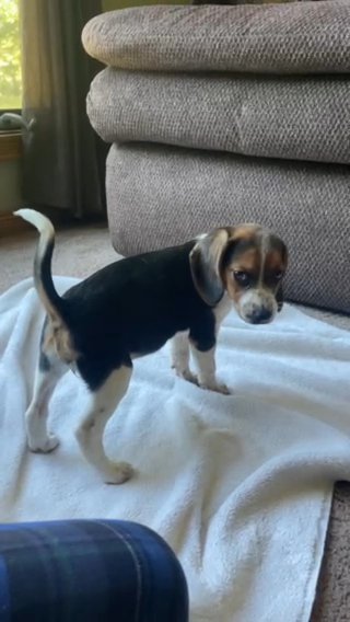Mia in Springfield, Missouri