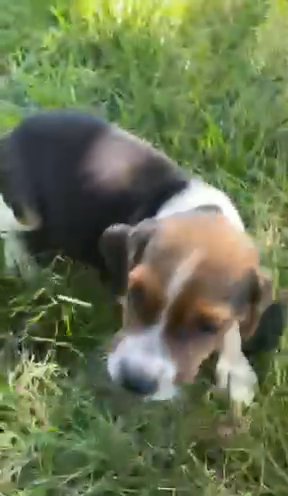 Tia in Springfield, Missouri
