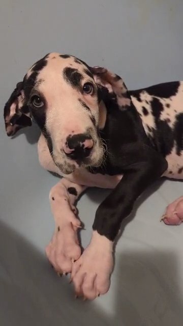 AKC Harlequin Male Great Dane Carries Tan Point in Roanoke, Virginia