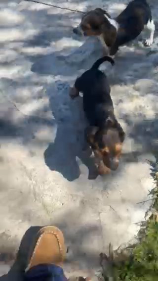 Roscoe in Springfield, Missouri