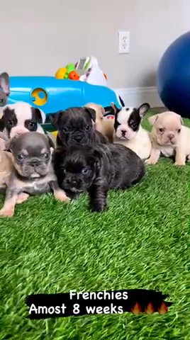 French Bullies in New York City, New York