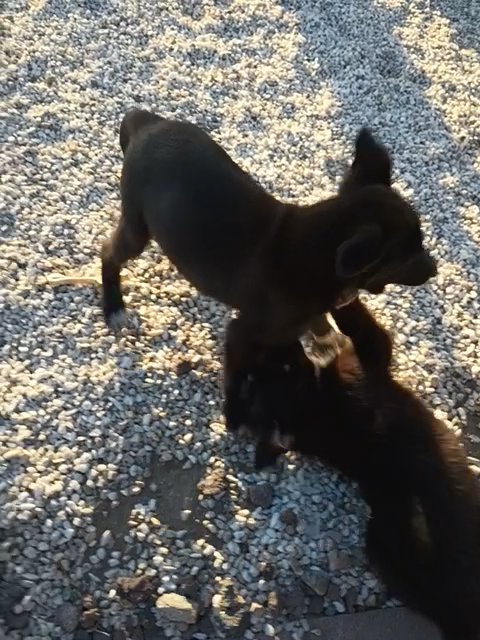 German Shepard for free in Desert Hot Springs, California