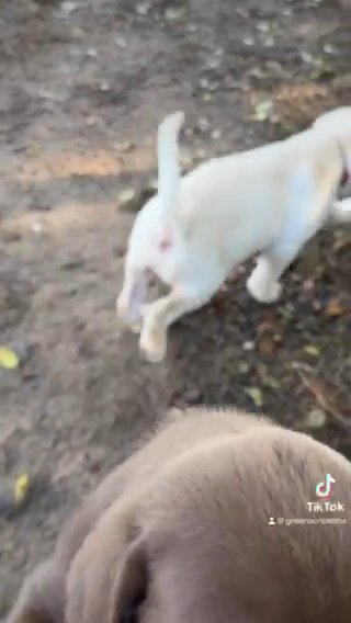 AKC registered Labrador Retrievers in Wake Forest, North Carolina