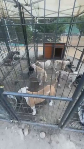 Abkc American Bully in Tacoma, Washington