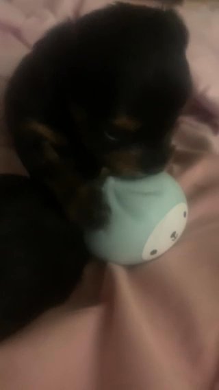 Yorkie Puppies At 5 Weeks in El Paso, Texas