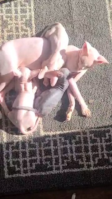 Sphynx Kittens available and bambino in Detroit, Michigan