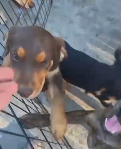 Puppy’s in South Gate, California
