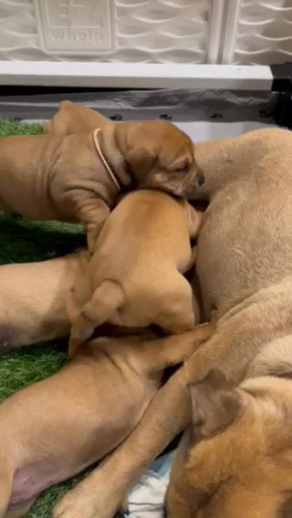 Beautiful Majorca Mastiff Puppies in Northampton, Pennsylvania
