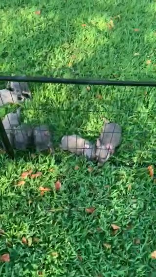 French Bulldogs in Gloucester Point, Virginia