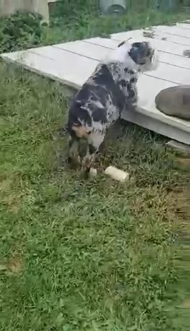 Black Merle Male in Toledo, Ohio