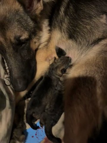 AKC German Shepherd Puppies in Cherry Hill, New Jersey