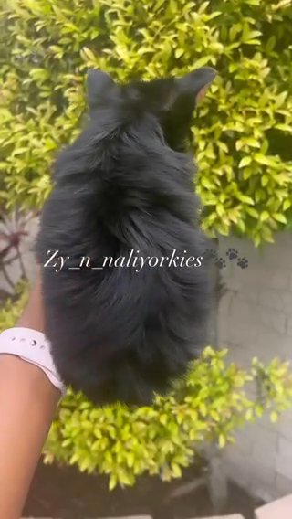 Baby Boy yorkie/SOLD in North Lauderdale, Florida