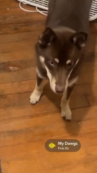 Pomsky Female in Nashville, Tennessee