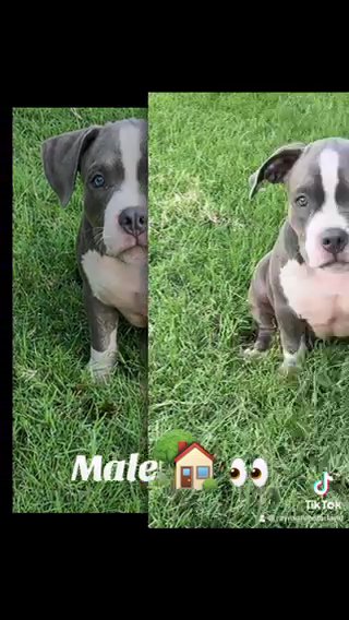 American Bully in Dallas, Texas