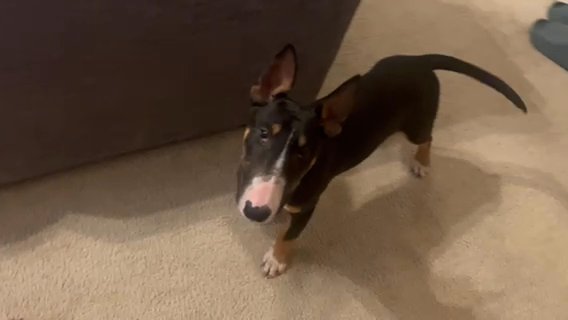 Leo in Fayetteville, North Carolina