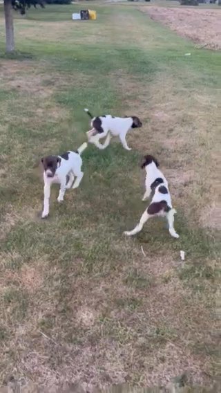 Male German Shorthaired Puppies in Waterloo, Iowa