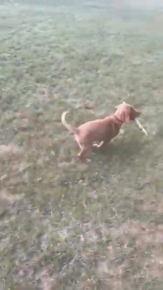 Female 8 Weeks in Fort Wayne, Indiana