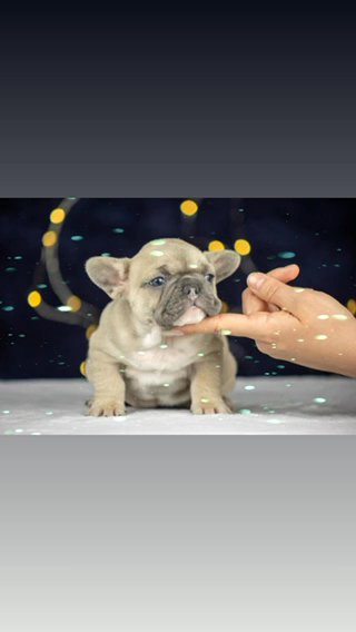 Female Frenchie in Tucson, Arizona