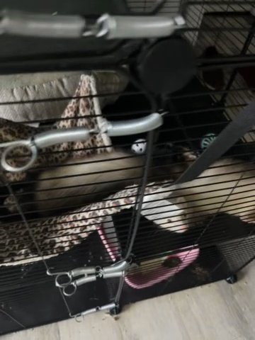 Two Ferrets For Sale in Helotes, Texas