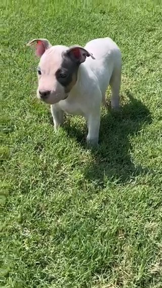 Female Pocket Bully in Dallas, Texas