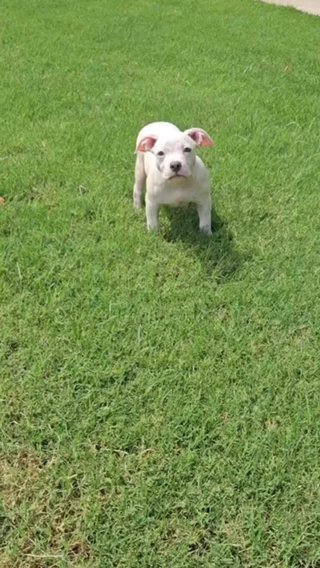 Female Bully in Dallas, Texas
