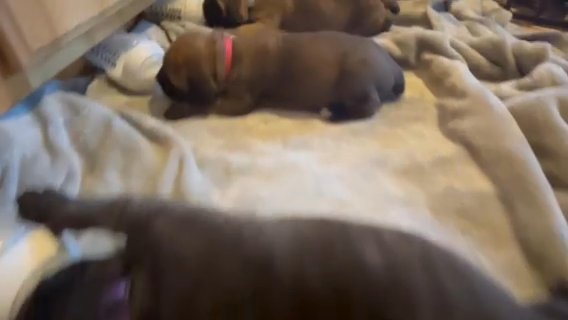 Cane Corso in Glendale, Arizona