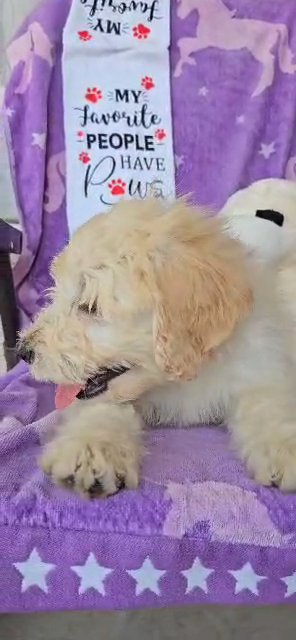 F1 Goldendoodles in La Habra, California