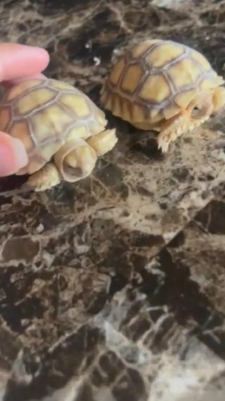Tortoises in Phoenix, Arizona