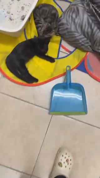4 cats need a forever home in Phoenix, Arizona